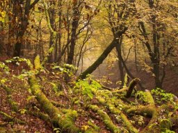 IMGP3802-Gammel-trae